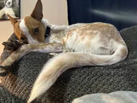 Raya, a female Australian Cattle Dog for sale in Cedar Falls, IA – 4 of 6