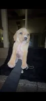 Tater Tot, a male Cocker Spaniel and Labrador Retriever for sale in Cedar Falls, IA – 5 of 9