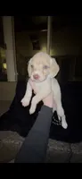 Bagel, a male Cocker Spaniel and Labrador Retriever for sale in Cedar Falls, IA – 5 of 10