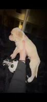 Bagel, a male Cocker Spaniel and Labrador Retriever for sale in Cedar Falls, IA – 9 of 10
