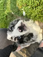 Purdy , a female Cocker Spaniel for sale in Cedar Falls, IA – 3 of 6
