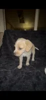 Chowder, a female Cocker Spaniel and Labrador Retriever for sale in Cedar Falls, IA – 5 of 7