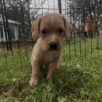 Tater Tot, a male Cocker Spaniel and Labrador Retriever for sale in Cedar Falls, IA – 3 of 7