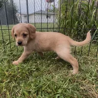 Peanut Butter, a female Cocker Spaniel and Labrador Retriever for sale in Cedar Falls, IA – 6 of 7
