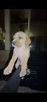 Tater Tot, a male Cocker Spaniel and Labrador Retriever for sale in Cedar Falls, IA – 3 of 9