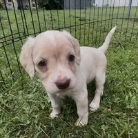 (On hold) Bagel, a male Cocker Spaniel and Labrador Retriever for sale in Cedar Falls, IA – 6 of 9