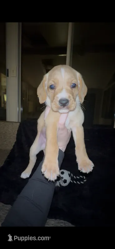 Tater Tot, a male Cocker Spaniel and Labrador Retriever for sale in Cedar Falls, IA – 1 of 9