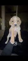 Tater Tot, a male Cocker Spaniel and Labrador Retriever for sale in Cedar Falls, IA – 1 of 9