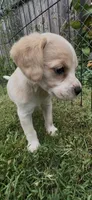 Chowder, a female Cocker Spaniel and Labrador Retriever for sale in Cedar Falls, IA – 8 of 8