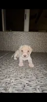 Bagel, a male Cocker Spaniel and Labrador Retriever for sale in Cedar Falls, IA – 1 of 10