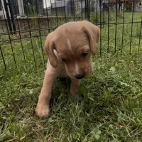 Tater Tot, a male Cocker Spaniel and Labrador Retriever for sale in Cedar Falls, IA – 2 of 7