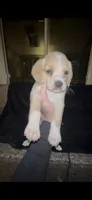 Chowder, a female Cocker Spaniel and Labrador Retriever for sale in Cedar Falls, IA – 2 of 7