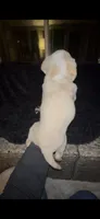 Bagel, a male Cocker Spaniel and Labrador Retriever for sale in Cedar Falls, IA – 10 of 10