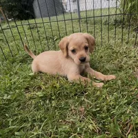 Peanut Butter, a female Cocker Spaniel and Labrador Retriever for sale in Cedar Falls, IA – 5 of 7