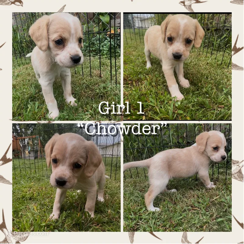 Chowder – Cocker Spaniel, Labrador Retriever puppy for sale in Cedar Falls, IA