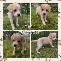 Chowder, a female Cocker Spaniel and Labrador Retriever for sale in Cedar Falls, IA – 1 of 8