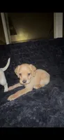 Peanut Butter, a female Cocker Spaniel and Labrador Retriever for sale in Cedar Falls, IA – 8 of 9