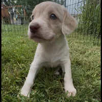 (On hold) Bagel, a male Cocker Spaniel and Labrador Retriever for sale in Cedar Falls, IA – 5 of 9