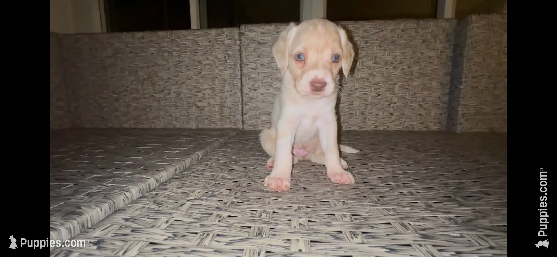 Bagel, a male Cocker Spaniel and Labrador Retriever for sale in Cedar Falls, IA – 7 of 10