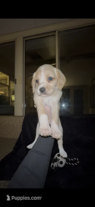 Chowder – Cocker Spaniel, Labrador Retriever puppy for sale in Cedar Falls, IA