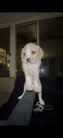 Chowder, a female Cocker Spaniel and Labrador Retriever for sale in Cedar Falls, IA – 1 of 7