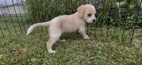 Chowder, a female Cocker Spaniel and Labrador Retriever for sale in Cedar Falls, IA – 6 of 8