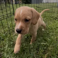 Tater Tot, a male Cocker Spaniel and Labrador Retriever for sale in Cedar Falls, IA – 7 of 7