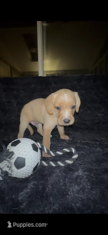 Tater Tot – Cocker Spaniel, Labrador Retriever puppy for sale in Cedar Falls, IA