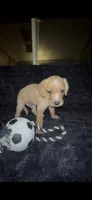 Tater Tot, a male Cocker Spaniel and Labrador Retriever for sale in Cedar Falls, IA – 6 of 9