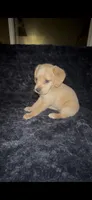 Peanut Butter, a female Cocker Spaniel and Labrador Retriever for sale in Cedar Falls, IA – 7 of 9
