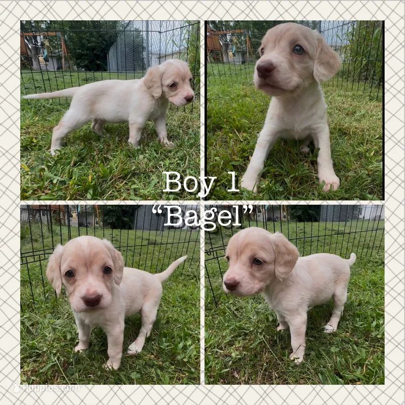 Bagel – Cocker Spaniel, Labrador Retriever puppy for sale in Cedar Falls, IA