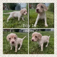 (On hold) Bagel, a male Cocker Spaniel and Labrador Retriever for sale in Cedar Falls, IA – 1 of 9