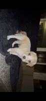Chowder, a female Cocker Spaniel and Labrador Retriever for sale in Cedar Falls, IA – 7 of 7