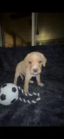 Tater Tot, a male Cocker Spaniel and Labrador Retriever for sale in Cedar Falls, IA – 2 of 9