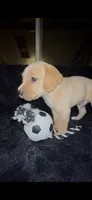 Tater Tot, a male Cocker Spaniel and Labrador Retriever for sale in Cedar Falls, IA – 8 of 9