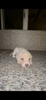 Bagel, a male Cocker Spaniel and Labrador Retriever for sale in Cedar Falls, IA – 3 of 10