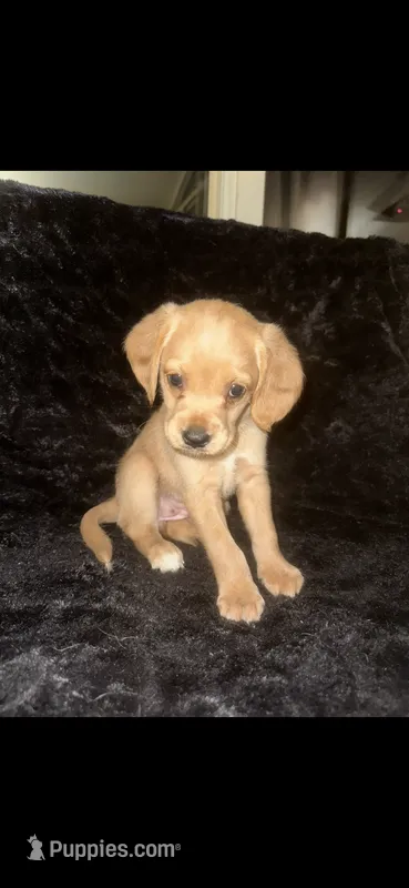 Peanut Butter – Cocker Spaniel, Labrador Retriever puppy for sale in Cedar Falls, IA