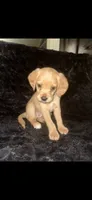 Peanut Butter, a female Cocker Spaniel and Labrador Retriever for sale in Cedar Falls, IA – 1 of 9