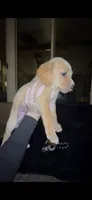 Tater Tot, a male Cocker Spaniel and Labrador Retriever for sale in Cedar Falls, IA – 4 of 9
