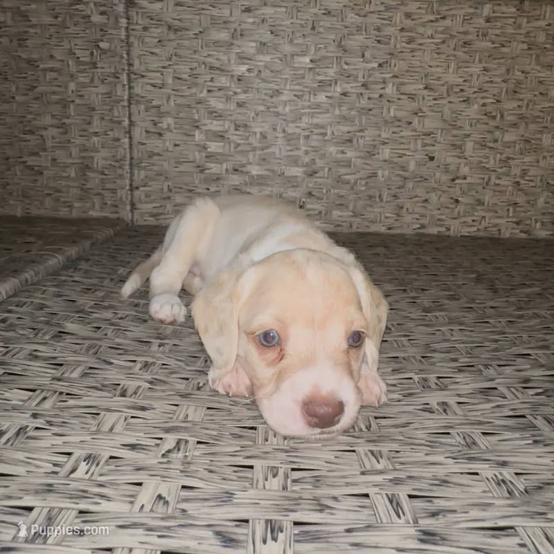 Bagel – Cocker Spaniel, Labrador Retriever puppy for sale in Cedar Falls, IA