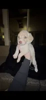 Bagel, a male Cocker Spaniel and Labrador Retriever for sale in Cedar Falls, IA – 2 of 10