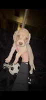 Bagel, a male Cocker Spaniel and Labrador Retriever for sale in Cedar Falls, IA – 8 of 10