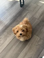 Lucas , a male Lhasa Apso for sale in Oak Ridge, NC – Photo 1 of 3