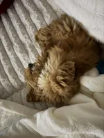 Lucas , a male Lhasa Apso for sale in Oak Ridge, NC – Photo 2 of 3