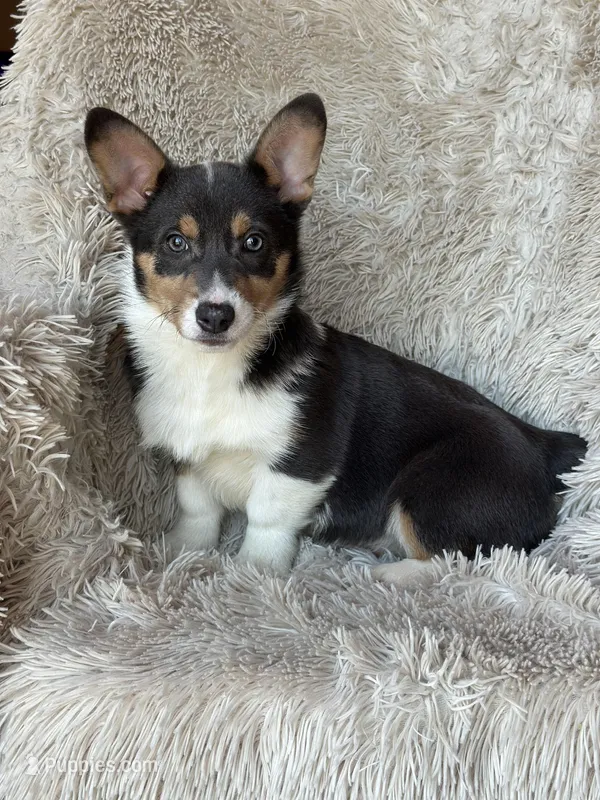 Sugar – Pembroke Welsh Corgi puppy for sale in Gillett, PA