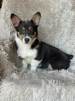Sugar, a female Pembroke Welsh Corgi for sale in Gillett, PA – Photo 1 of 2
