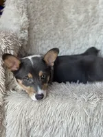 Sugar, a female Pembroke Welsh Corgi for sale in Gillett, PA – Photo 2 of 2