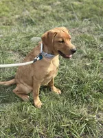 Ember, a female Labrador Retriever for sale in Gillett, PA – Photo 4 of 4