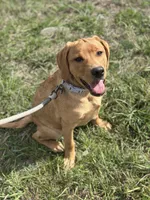 Ember, a female Labrador Retriever for sale in Gillett, PA – Photo 3 of 4