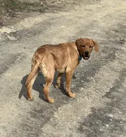 Ember, a female Labrador Retriever for sale in Gillett, PA – Photo 2 of 4